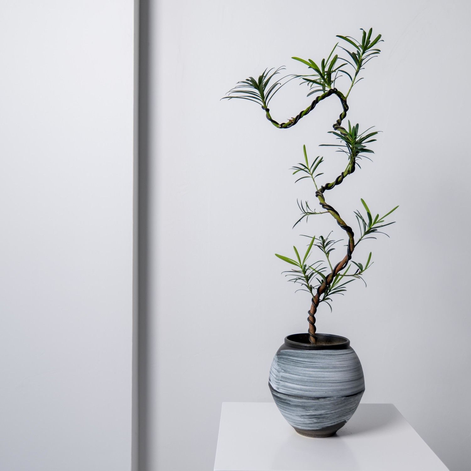中古侘寂风游龙造型罗汉松植物茶室内装饰盆栽新中式客厅桌面绿植