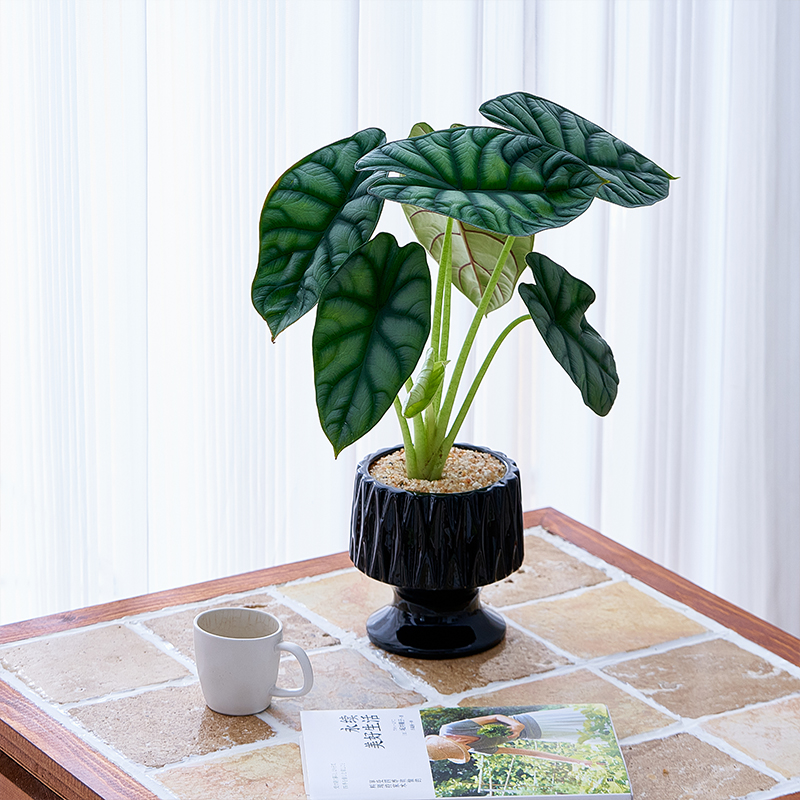 新手好养绿植盆栽室内净化空气