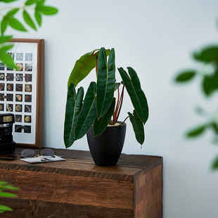 中古侘寂风造型橙柄蔓绿绒植物茶室内装饰好养盆栽净化空气绿植