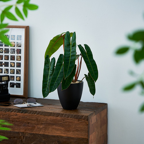 中古侘寂风造型橙柄蔓绿绒植物茶室内装饰好养盆栽净化空气绿植