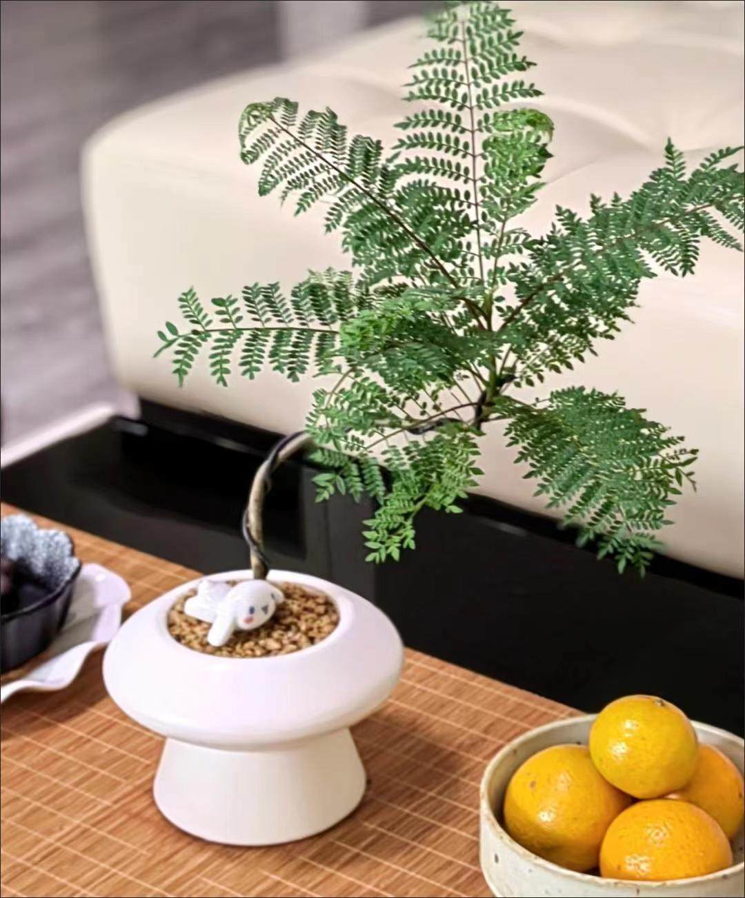 蓝花楹造型植物桌面办公室内客厅阳台绿植净化空气吸甲醛网红植物