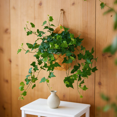 壁挂绿植常春藤耐阴好养活植物