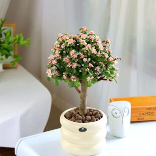 金枝玉叶棒棒糖老桩多肉办公室内桌面绿植花卉盆栽净化空气植物