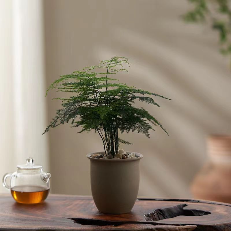 文竹绿植盆栽净化空气