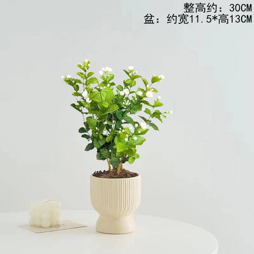 茉莉花盆栽室内外客厅阳台四季开花不断花香浓郁常青植物驱蚊花卉