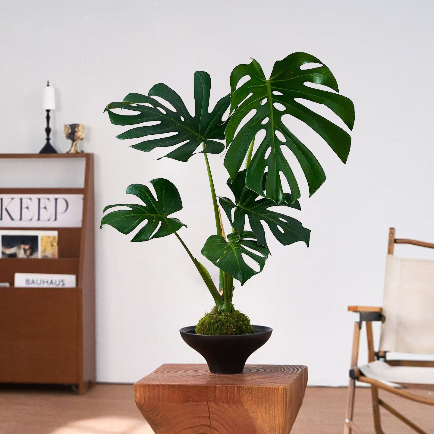侘寂风苔藓球水培组合盆栽植物客厅室内中式观叶绿植四季好养花卉