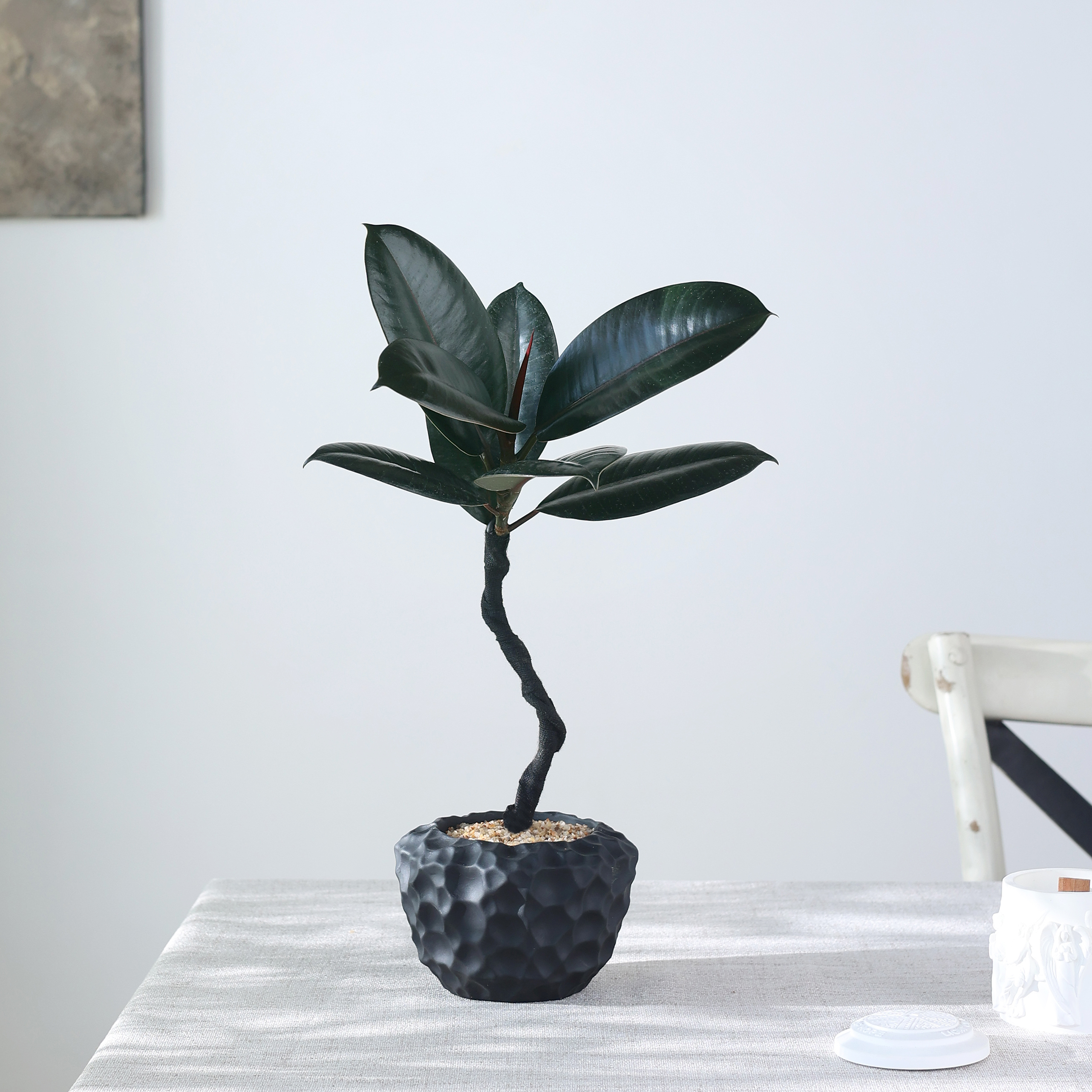 造型黑金刚橡皮树植物净化空气