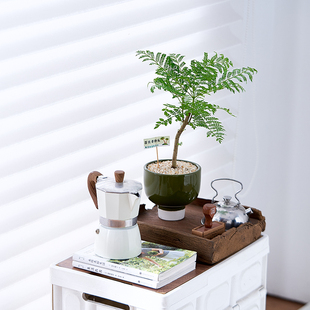 老桩蓝花楹植物盆栽桌面办公室内客厅阳台新手好养绿植净化空气