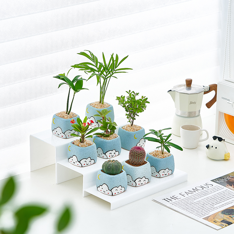 可爱植物仙人球盆栽室内净化空气