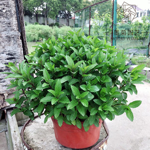 食用香草 胡椒薄荷 巧克力薄荷盆栽 一盆全国包邮