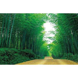 简约现代竹林自然树林风景海报画无框山水家居沙发背景墙贴画年画