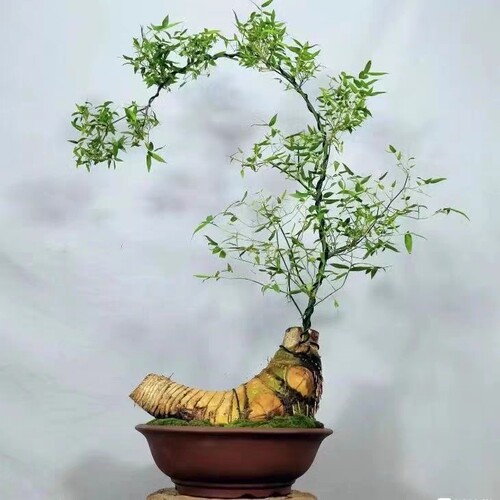 室内桌面绿植盆栽竹子茶几吸甲醛