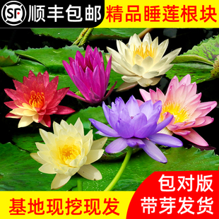 水养荷花莲花盆栽花卉种水池塘大睡莲根块带花苞 睡莲水培植物四季