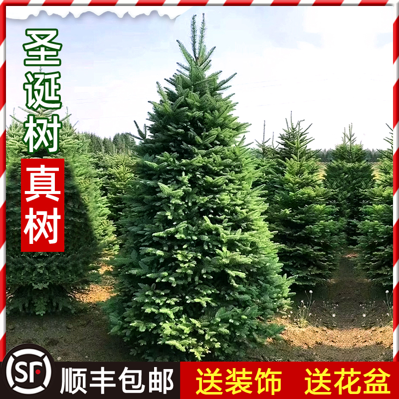 真的圣诞树真树活的诺贝松真树松树圣诞节绿植挪威云杉圣诞树盆栽