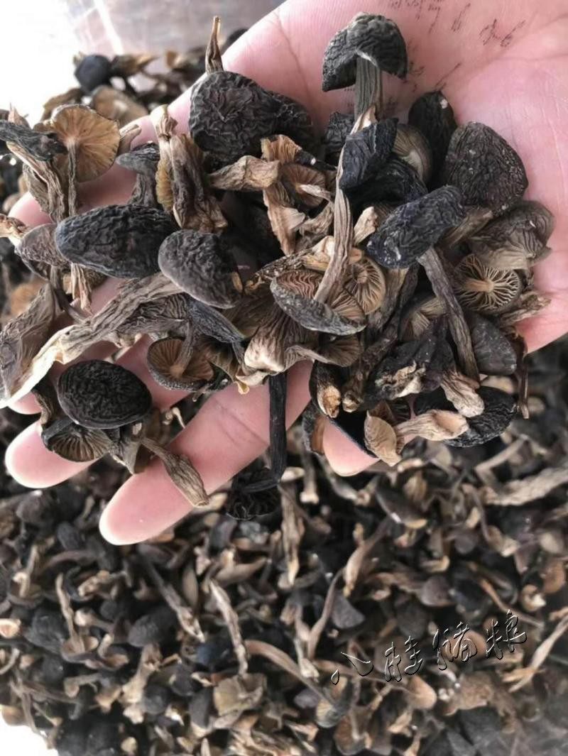 鸡纵菌500g四川伞把菇野生斗鸡菇鸡肉菌云南荔枝菌新鲜鸡油菌干货