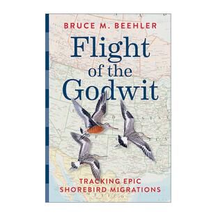 英文原版 Flight of the Godwit 神鸟的飞行 追踪史诗般的滨鸟迁徙 精装插图版 史密森尼 Bruce M. Beehler 进口英语原版书籍