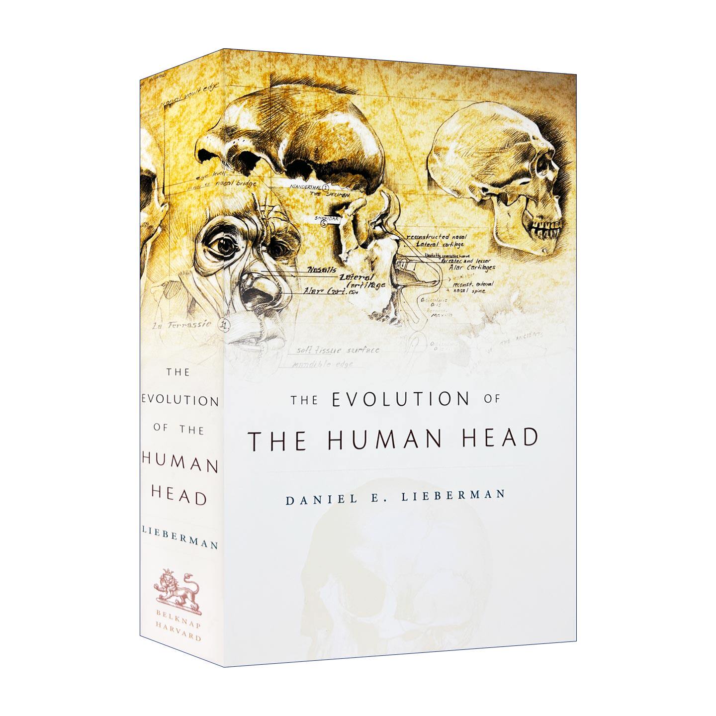 英文原版 The Evolution of the Human Head 人类大脑的进化 精装 丹尼尔·利伯曼 英文版 进口英语原版书籍