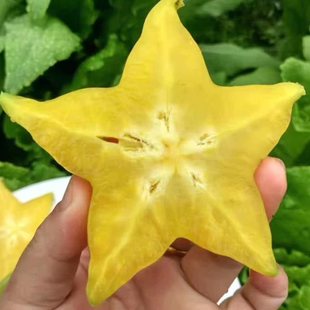 树上熟下河杨桃新鲜水果包邮应季现摘红龙洋桃云霄水果特产