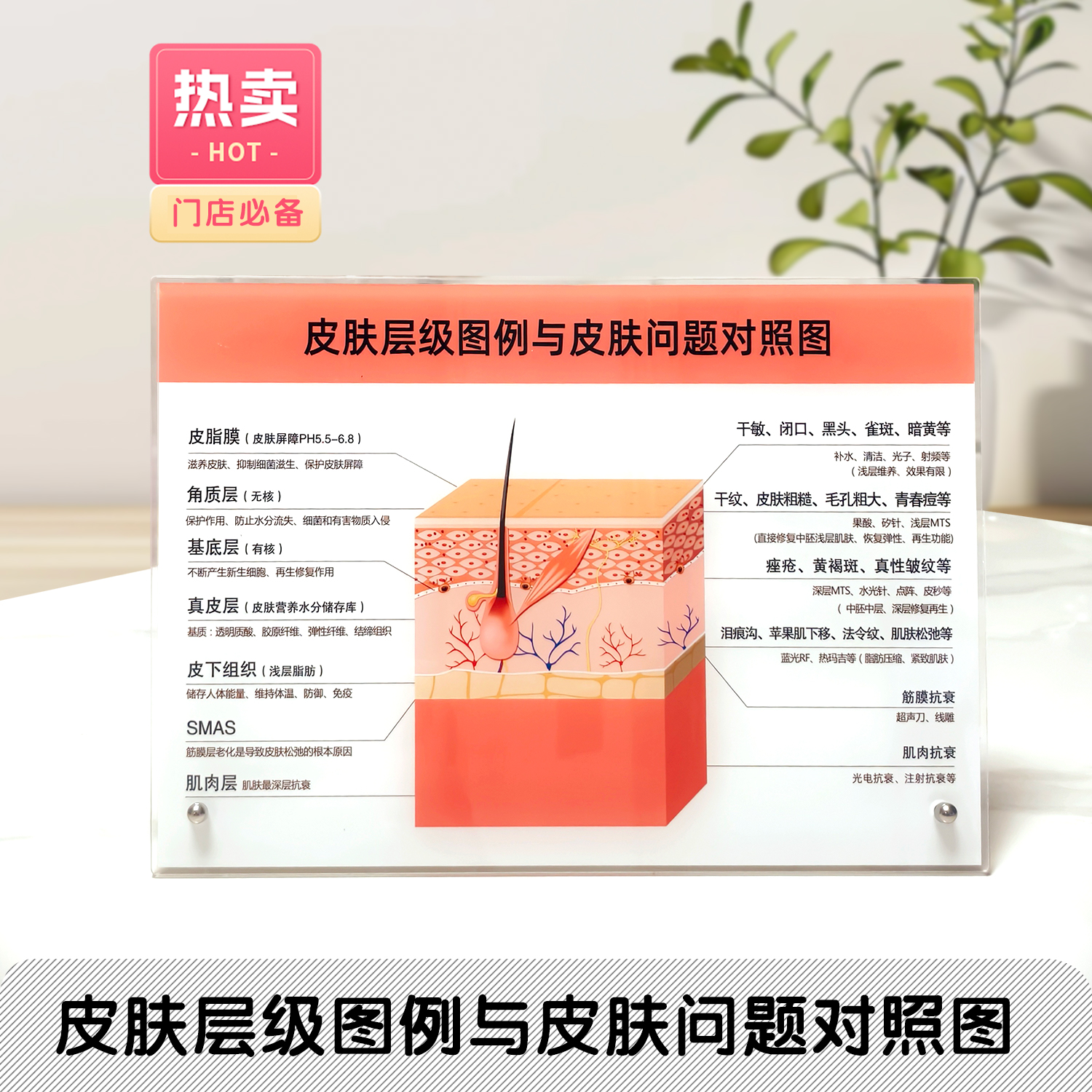 皮肤管理门店装饰立牌皮肤层级与作用对照图