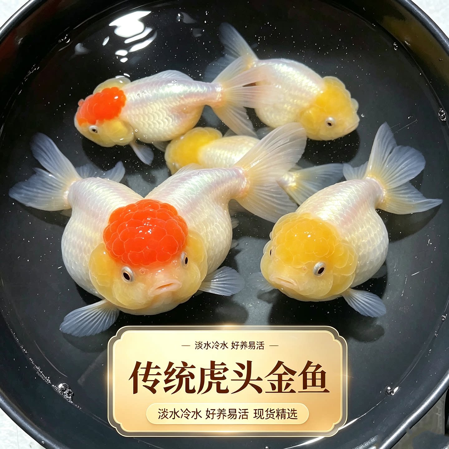 传统金鱼 红顶虎头 蜜蜡菠萝头 当岁鱼 冷水淡水观赏鱼 好养易活