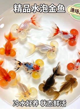 传统大眼水泡金鱼+冷水淡水鱼宠