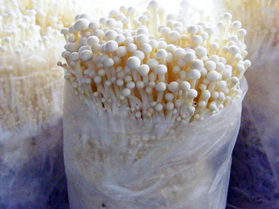 金针菇菌种试管一级母种