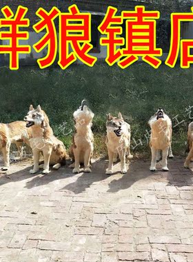 大型仿真狼摆件1比1狼模型皮毛狼标本园林展馆拍短剧影视假狼道具