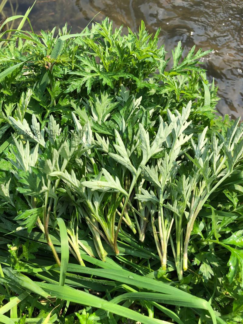 春季野生艾草新鲜现摘艾叶草食用蔬菜清明草艾糍粑青团春季鼠曲草