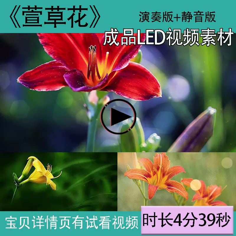 A77《萱草花》成品歌曲MV舞蹈LED大屏幕晚会演唱舞台背景mp4