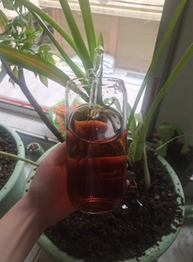 可乐玻璃杯啤酒杯水杯冰咖啡杯子饮料奶茶冷饮杯子