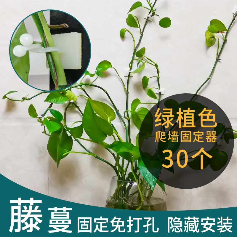 家用绿萝固定器美化装饰攀爬无痕
