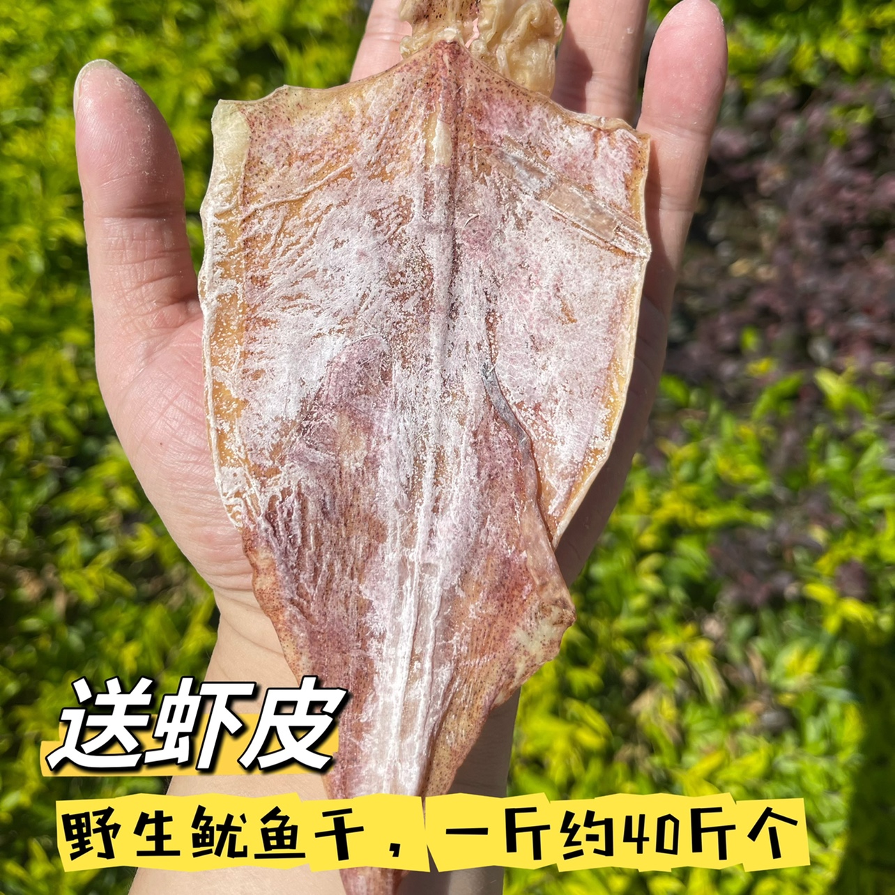 南澳鱿鱼干烧烤专用芥末手撕淡干A1A2A3A4A5碳烤大小尤鱼干货商用 水产肉类/新鲜蔬果/熟食 鱿鱼干 原图主图