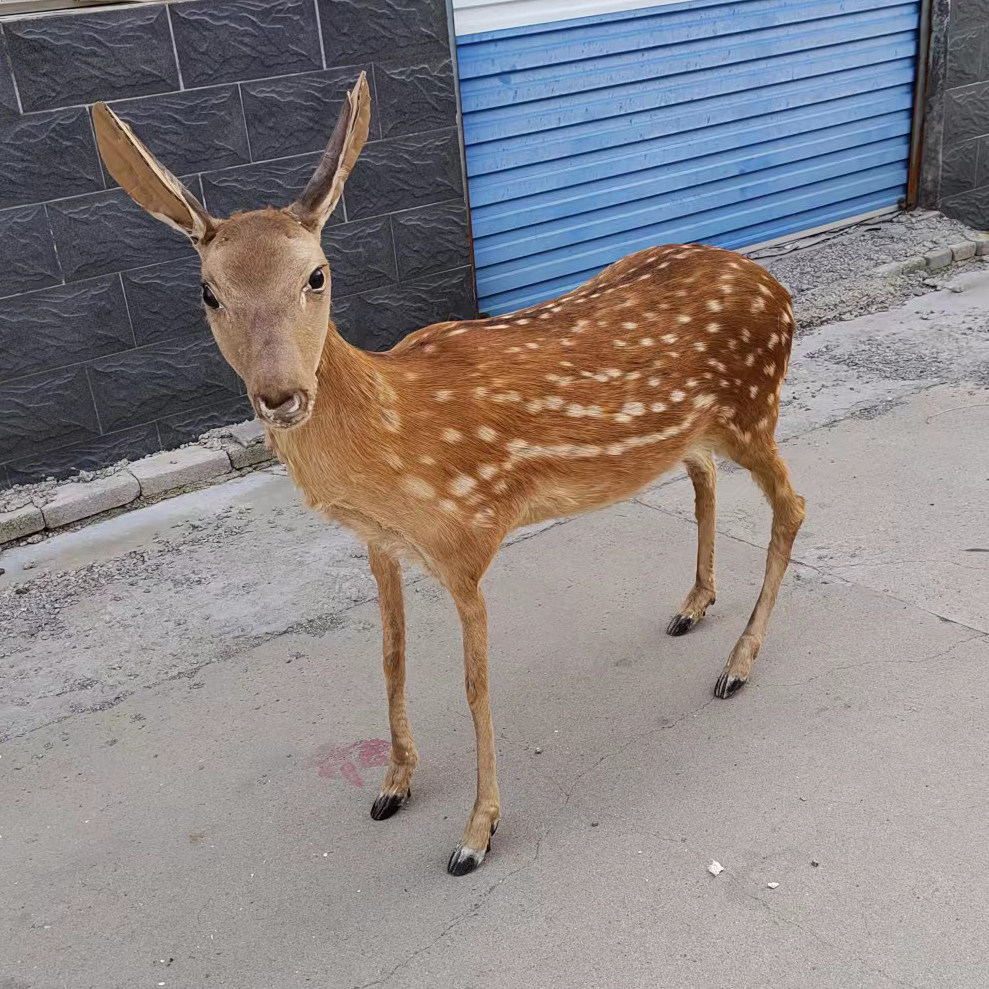梅花鹿标本小鹿标本真实皮毛标本动物教学模型展馆博物馆摆件定制
