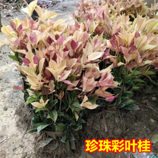 桂花树苗珍珠彩叶桂金桂丹桂四季桂小苗桂盆栽树地栽彩叶桂庭院苗