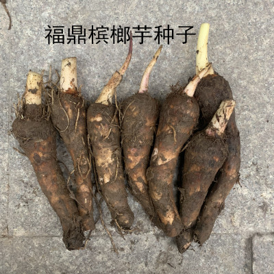 福鼎槟榔芋芋头种子种植种苗