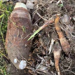 2025年新芋头新鲜香芋大芋艿正宗福鼎槟榔芋头福建特产芋头包邮