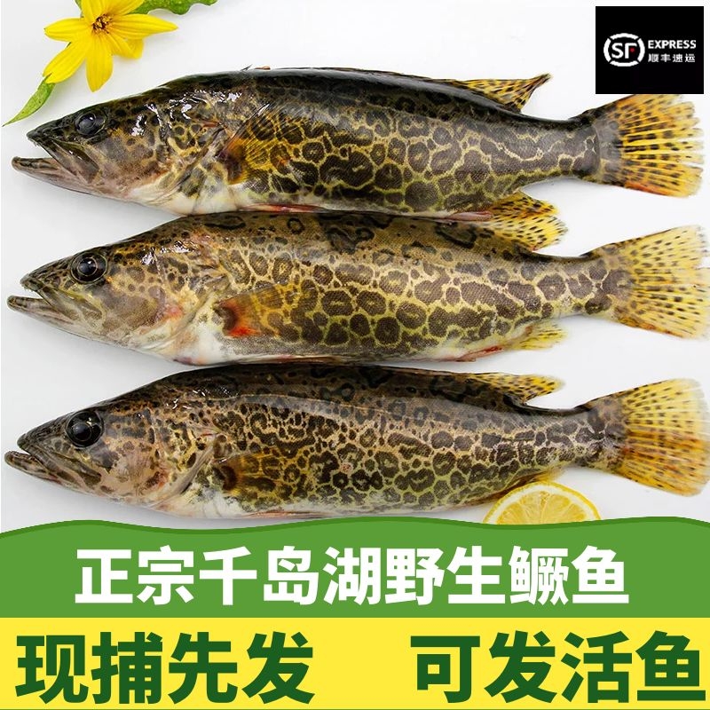千岛湖新鲜圆筒鳜鱼虎斑老虎鳜鱼现杀桂鱼 谈水熬花鱼500g
