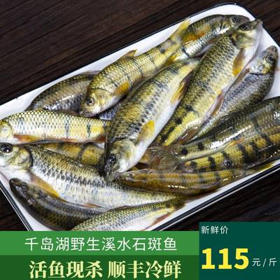 千岛湖新鲜食用石斑鱼小溪鱼