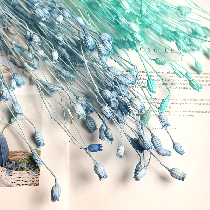 风铃果干花真花装饰摆设插花材料