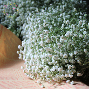 满天星干花云南干花花永生DIY客厅插花生日礼物毕业婚礼拍摄道具