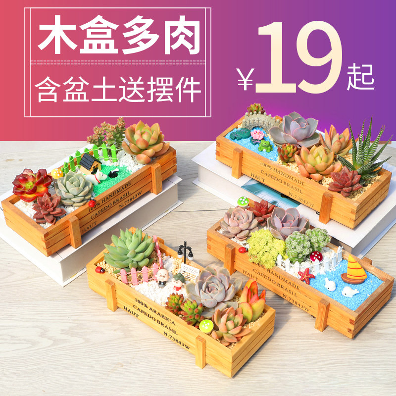 多肉植物木盒拼盘肉肉套餐带盆带土包邮DIY礼物组合盆栽超萌摆件