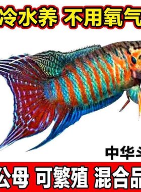 中国斗鱼活体鱼冷水淡水观赏鱼好养耐活金鱼小型盘皮丝鱼苗