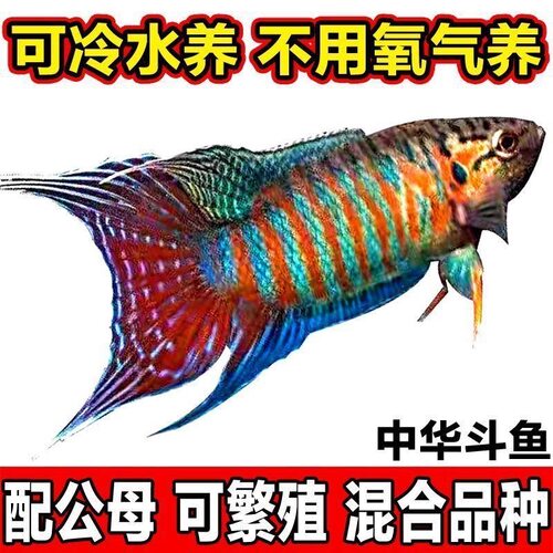 中国斗鱼活体鱼冷水淡水观赏鱼好养耐活金鱼小型盘皮丝鱼苗