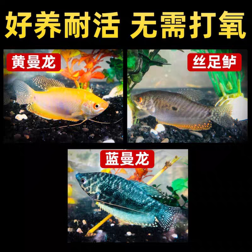 曼龙淡水耐活好养小型懒人鱼