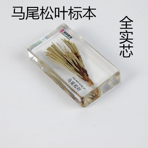 树脂包埋马尾松叶子实体透明人工琥珀长久保存植物针形叶标本教学