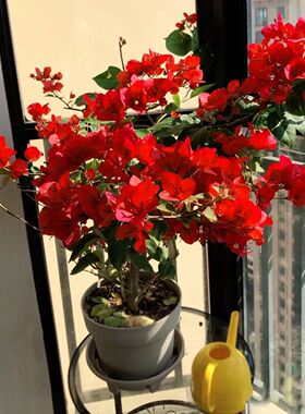 勤花三角梅树苗老桩耐寒爬藤植物重瓣四季开花盆栽庭院观花卉阳台