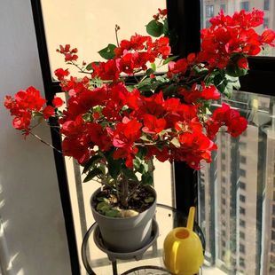 勤花三角梅树苗老桩耐寒爬藤植物重瓣四季开花盆栽庭院观花卉阳台