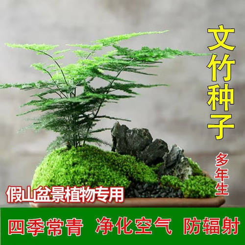 新品文竹种子文竹盆栽室内种植室外耐寒花种文竹种籽四季庭院种植