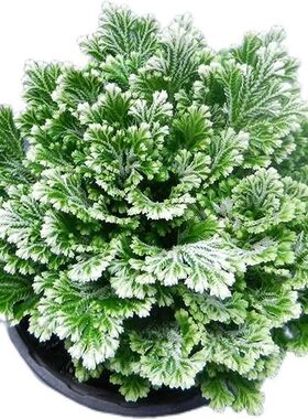 九死还魂草九死还魂草卷柏不死草还阳草可盆栽遇水活家用桌面盆栽