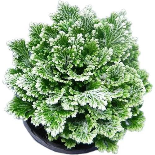 九死还魂草九死还魂草卷柏不死草还阳草可盆栽遇水活家用桌面盆栽